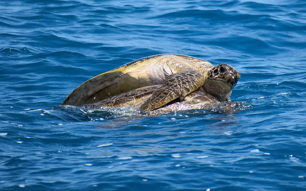 Fraser Western Beaches Discovery Cruise - Hervey Bay
