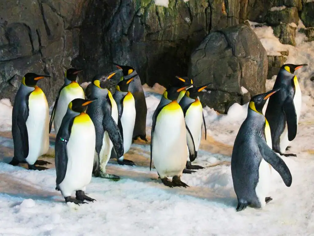 Zoo Aquarium Madrid Entrance Tickets