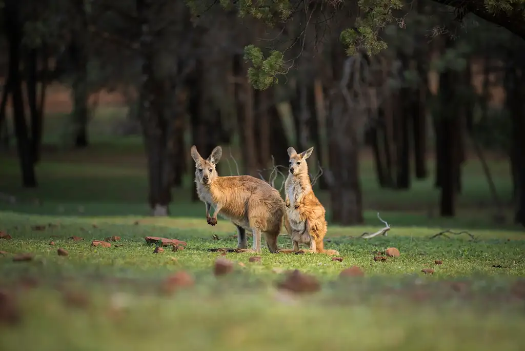 10 Day South Australia Outback Adventure | Intrepid Tour