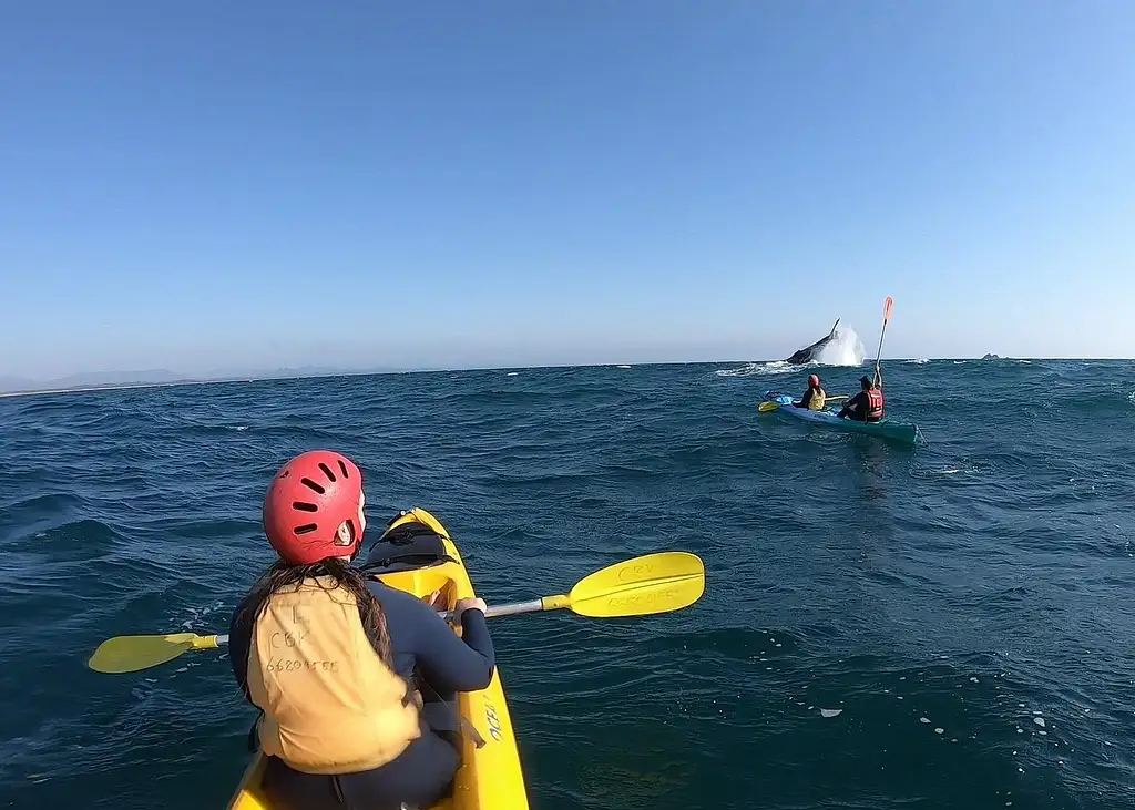 Dolphin Watching and Kayaking Experience from Byron Bay