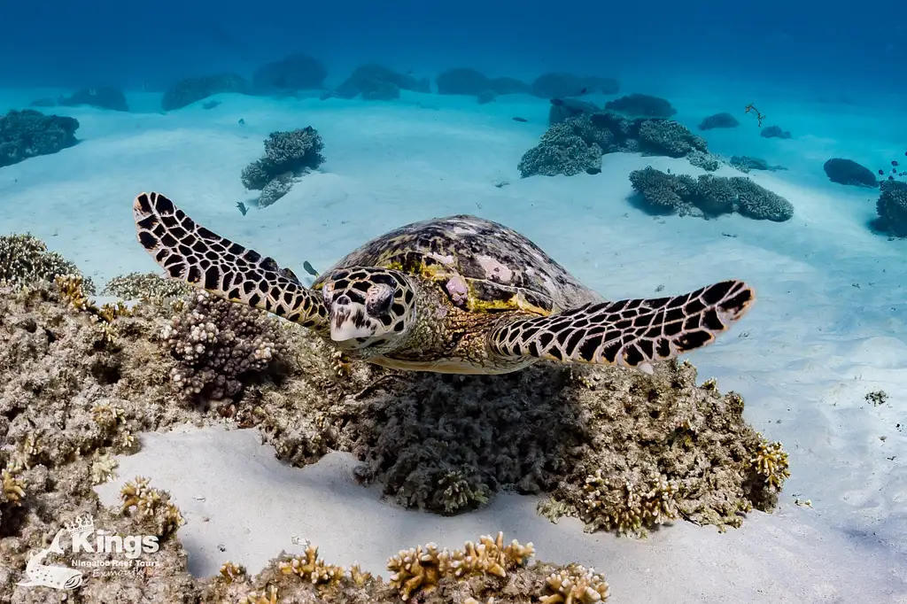 Whale Shark Snorkelling Adventure Tour (Apr-July) | Departing Exmouth