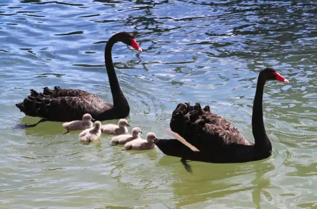 Dolphin Cruise & Views | From Mandurah