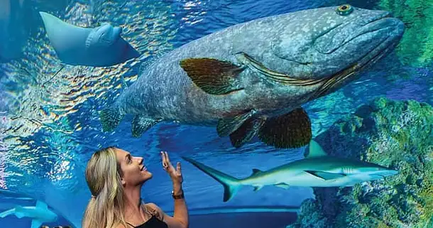 Cairns Aquarium General Admission