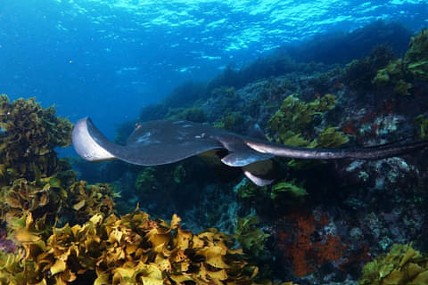 Bay of Islands scuba diving discounts