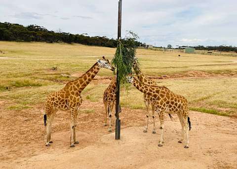 Monaro Safari Park deals