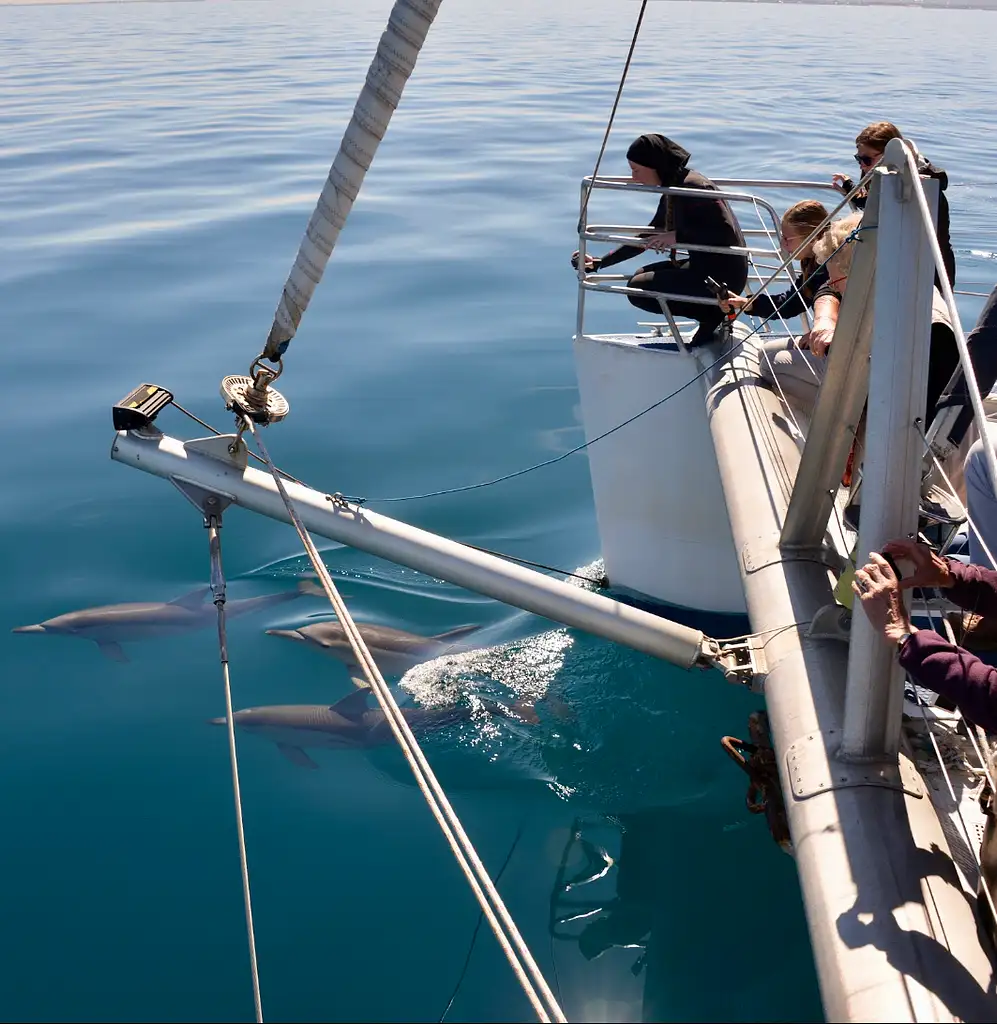 Wild Dolphin Watch from Adelaide