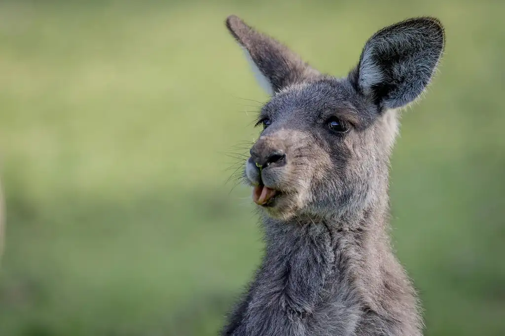 3 Day Great Ocean Road + Grampians Tour From Melbourne | Wildlife Tours Australia