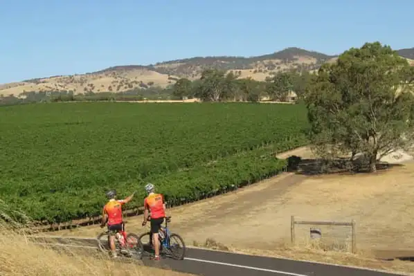 Barossa Valley vineyards biking tour