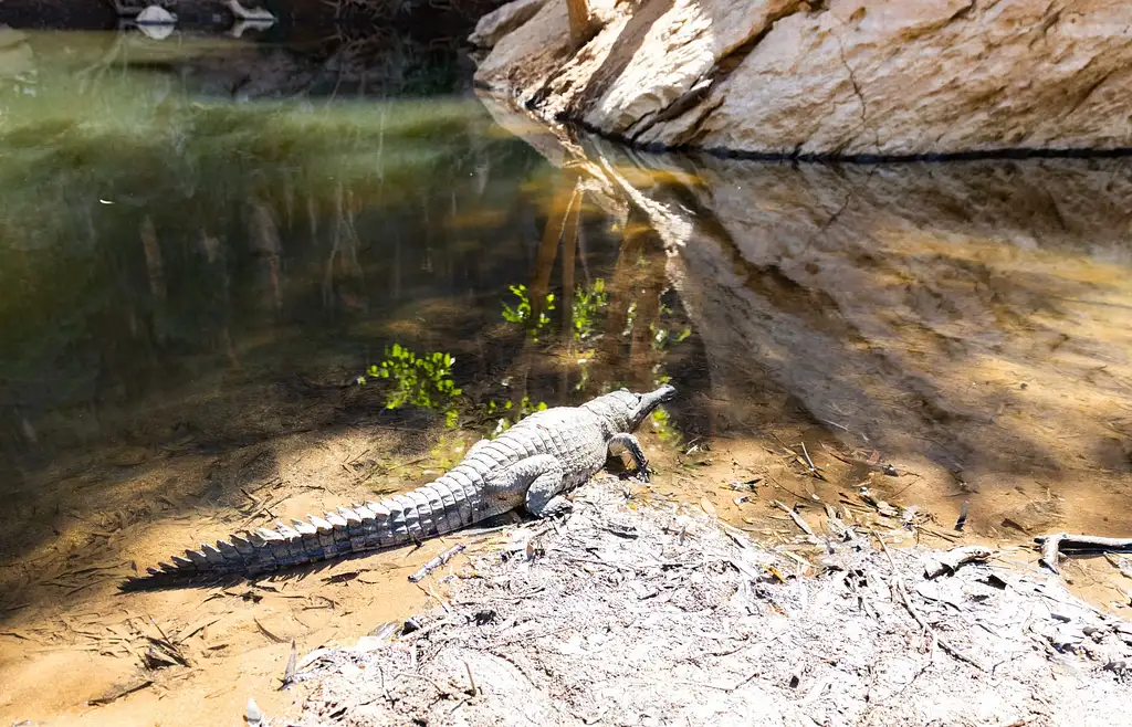 Windjana Explorer - Full Day Tour and Scenic Flight