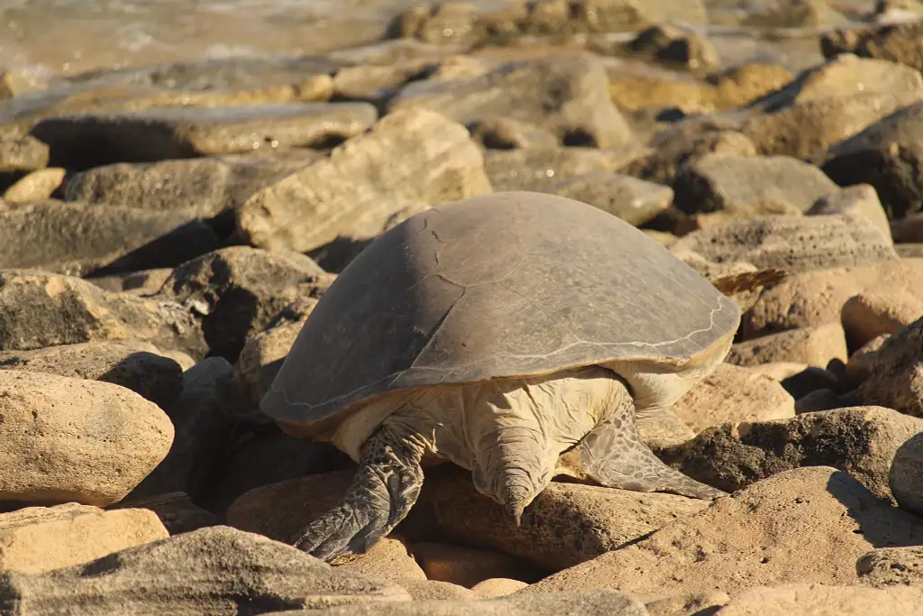 Summer Sunset Turtle Watching Tour | Exmouth