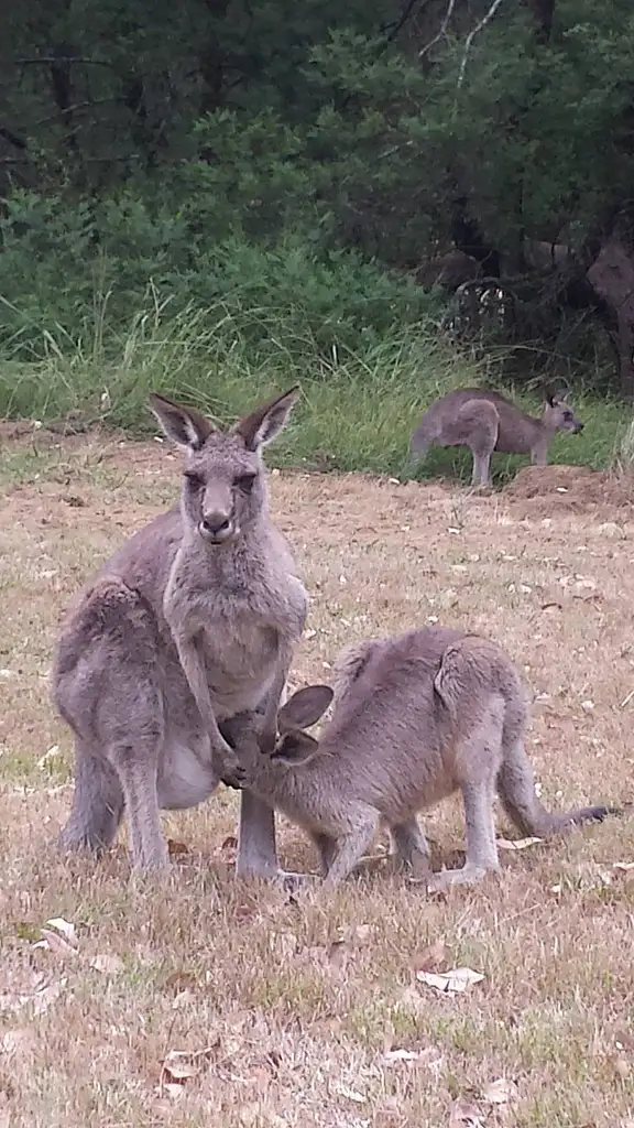 Blue Mountains Day Trip With Aussie BBQ