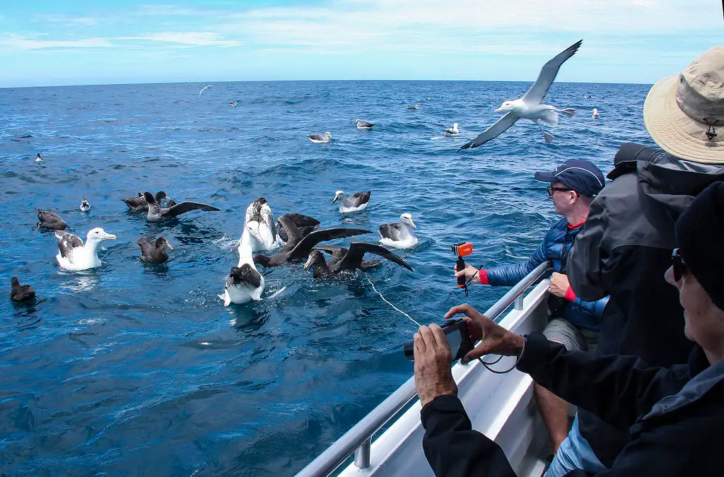 Kaikoura Albatross Encounter Cruise | South Island