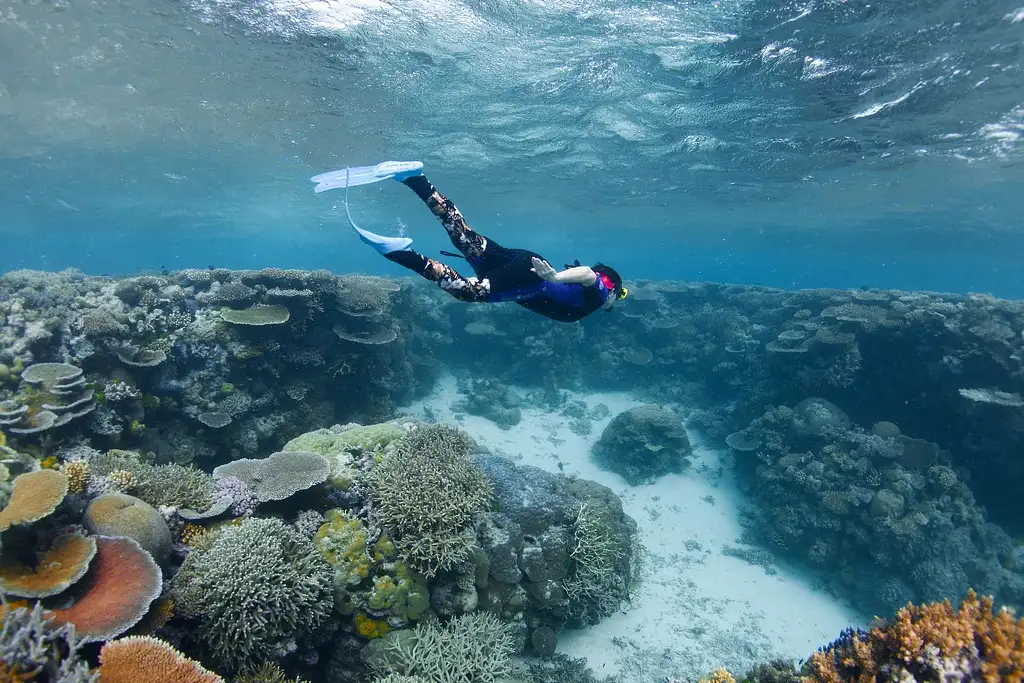 Half Day Snorkelling Great Barrier Reef From Cairns | Escape the Crowds!