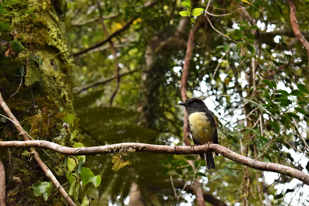 Lake Mapourika Cruise & Rainforest Walk