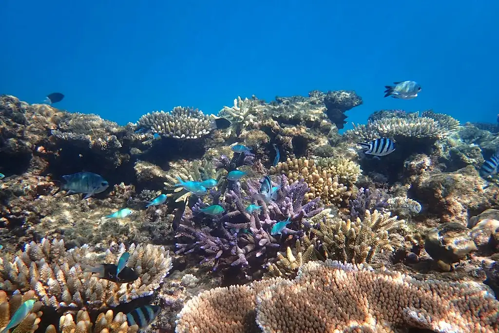 Reef & Island Day Tour | Outer Barrier Reef & Dunk Island | From Mission Beach