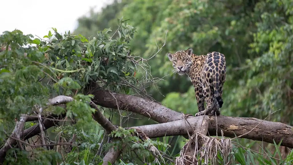 5 Day Jungle Adventure and Amazon Tour - Iquitos, Peru