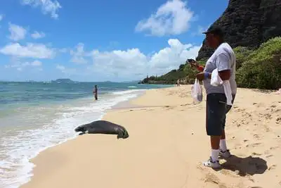 Oahu Island Turtle Tour