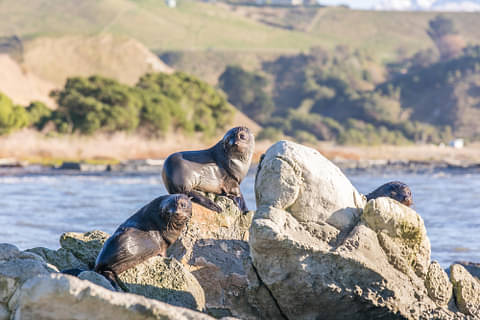 cheap Kaikoura Day Trip From Christchurch