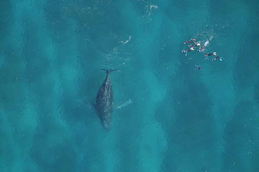 Ningaloo Humpback Whale Swim & Catamaran Sail | Departing Exmouth