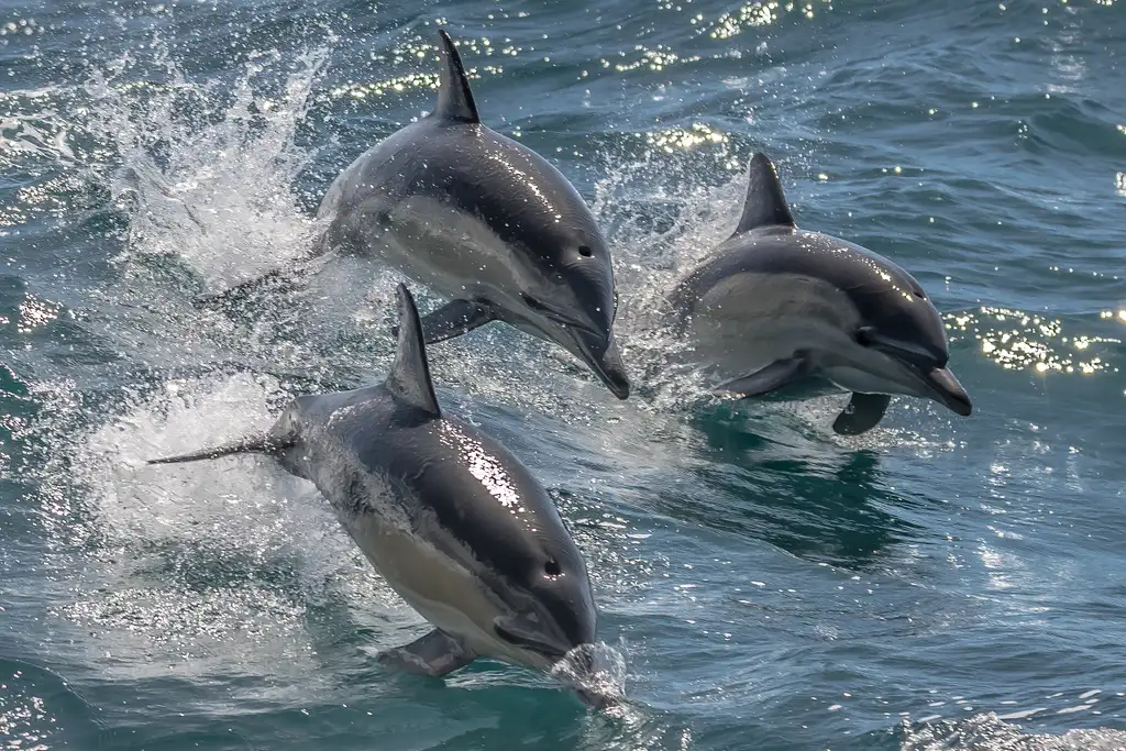 Noosa National Park & Dolphin Safari