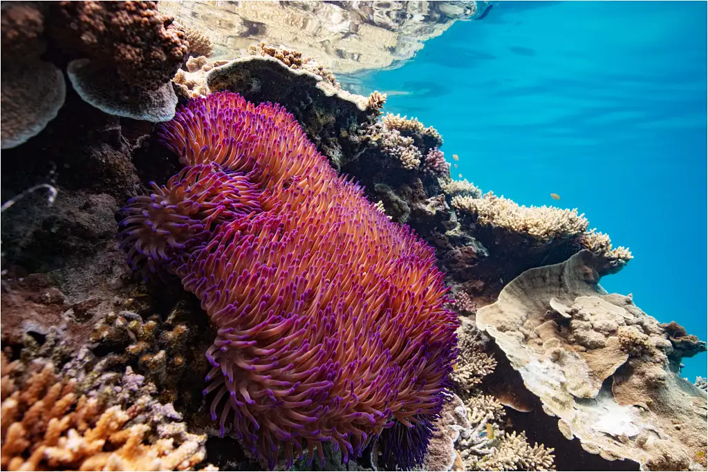 Lady Musgrave Island Day Tour