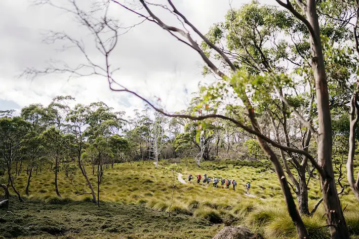 Cradle Mountain Explorer: Hobart to Launceston | One way
