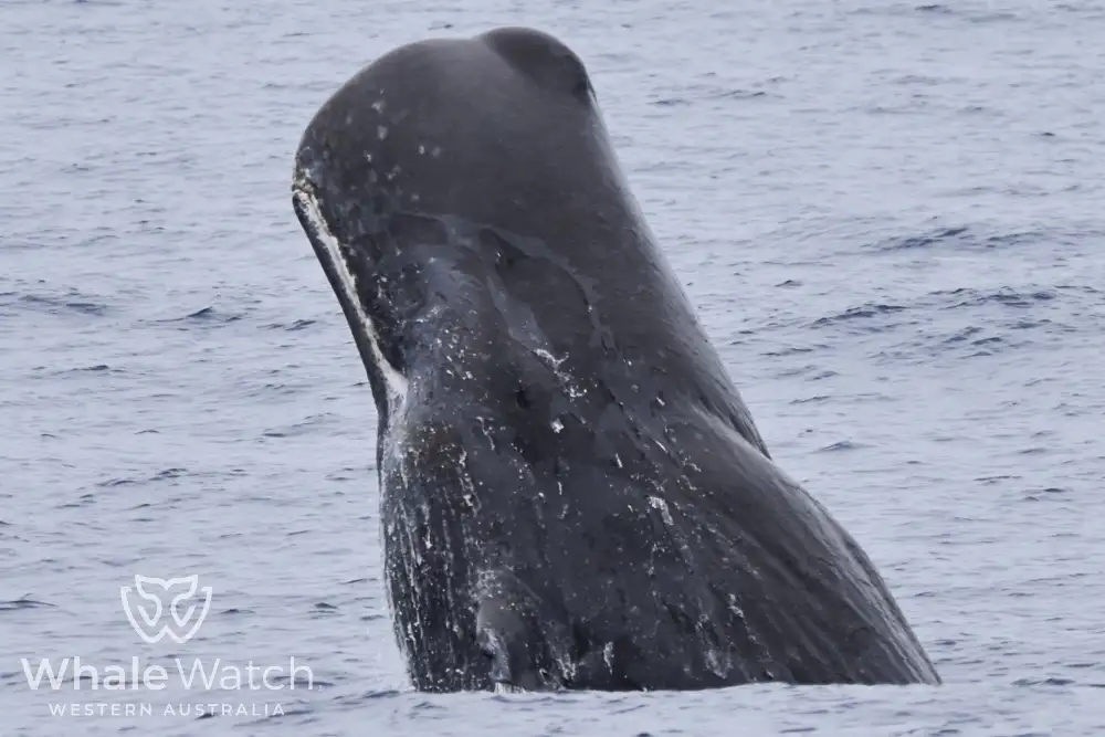 Bremer Bay Orca Experience | Bremer Bay Whale Watching