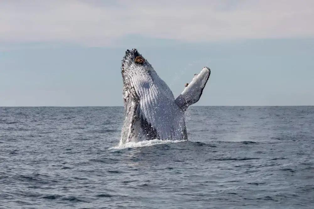 Sydney Whale Watching Cruise