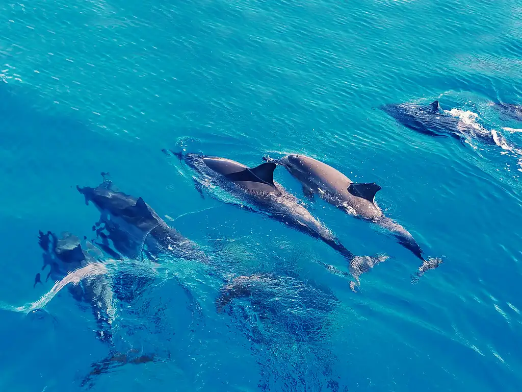Wild Dolphins Swimming Experience