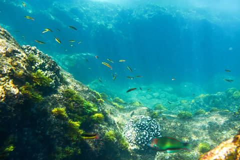 Glass Botom Kayak/Snorkel at the two bays