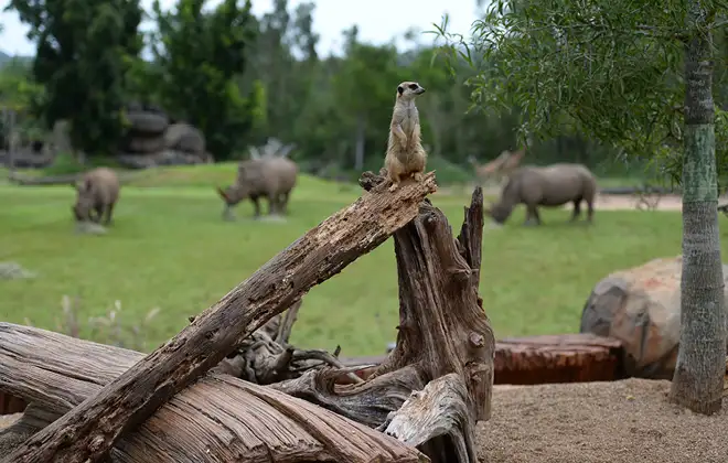 AUSTRALIA ZOO Transfer including Entry Ticket | Sunshine Coast