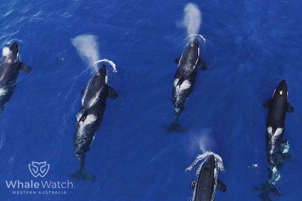 Bremer Bay Orca Experience | Bremer Bay Whale Watching