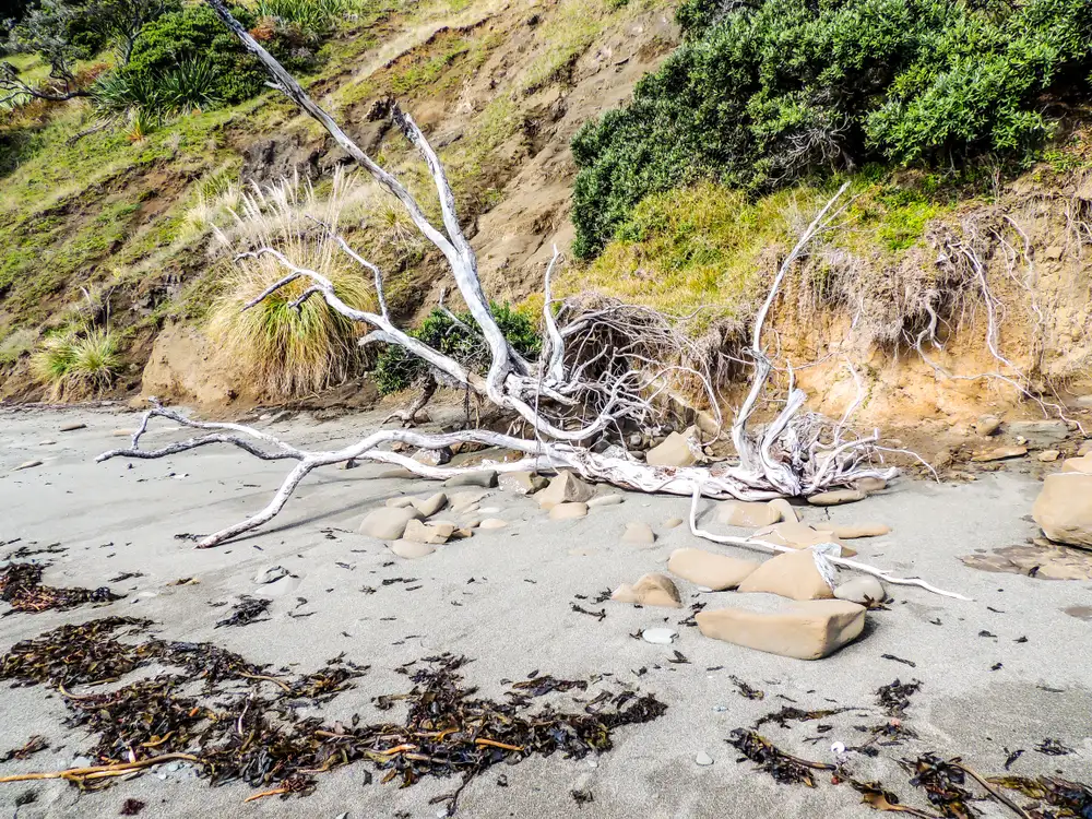 Goat Island Marine Reserve Day Tour
