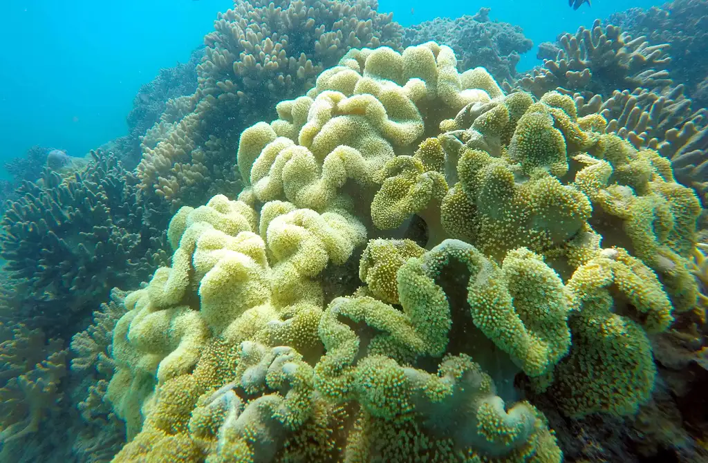Glass Bottom Boat Tour | From Shute Harbour