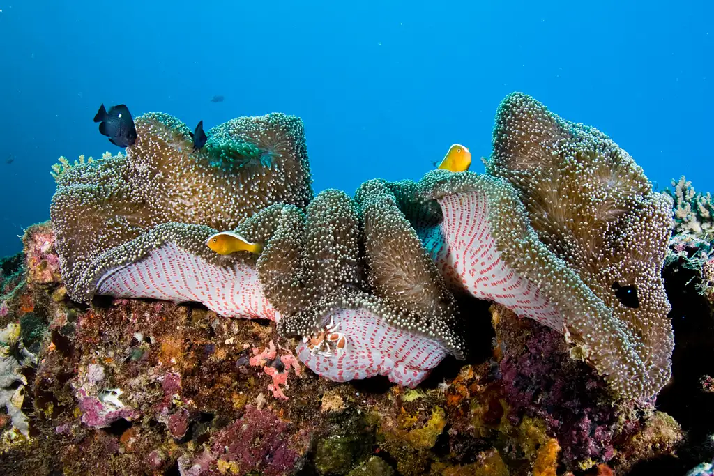 Muiron Island Dive and Snorkel Tour