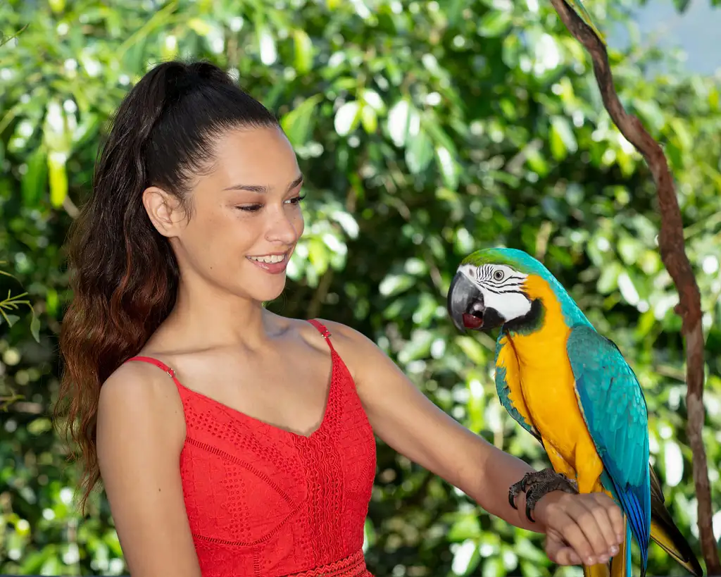 Kuranda Koala Gardens | Friends in the Rainforest Package