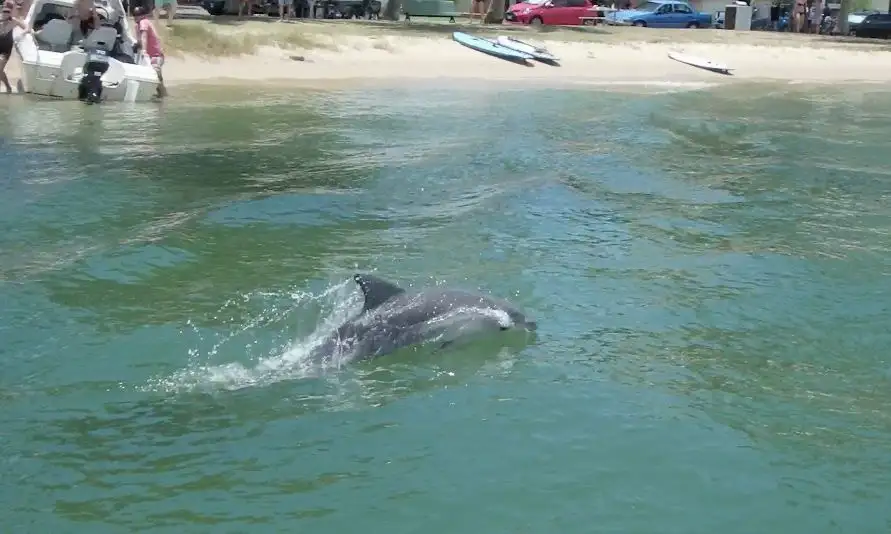 Surfers Paradise Stand Up Paddleboard Tour