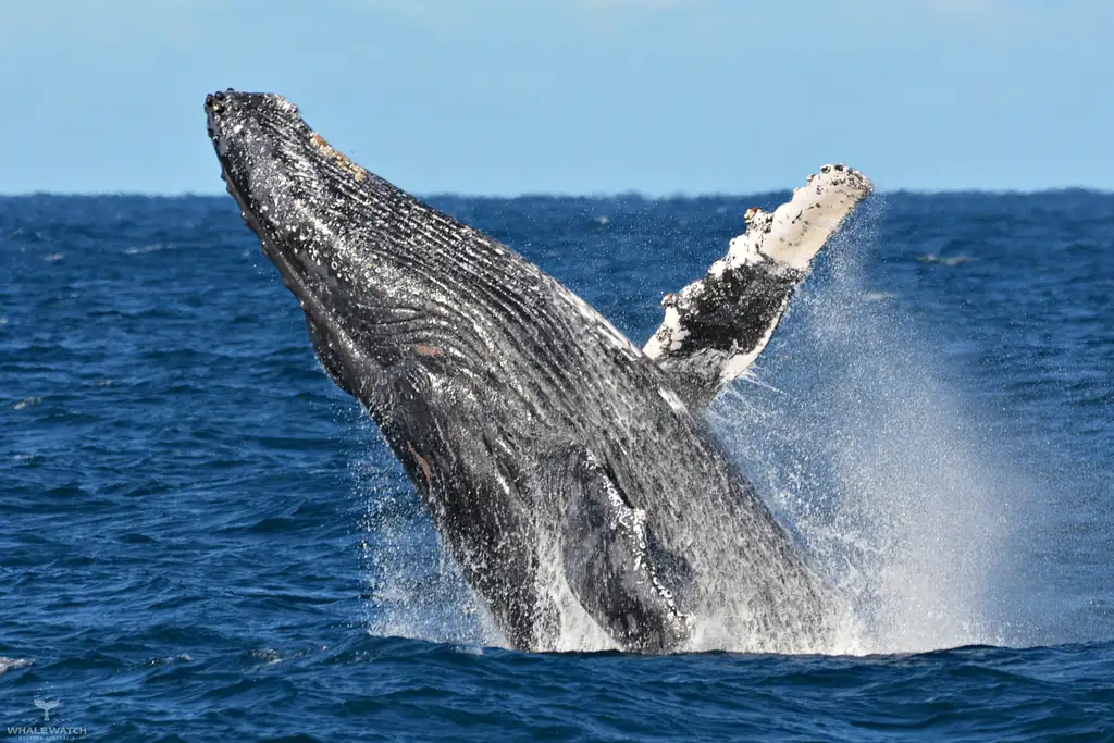 Whale Watch Experience AUGUSTA