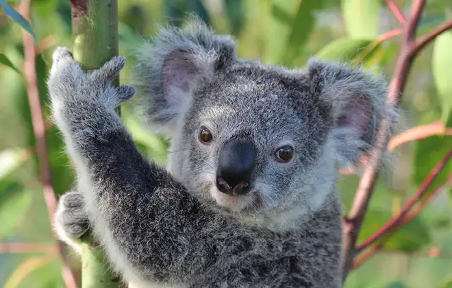 AUSTRALIA ZOO Transfer including Entry Ticket | Sunshine Coast
