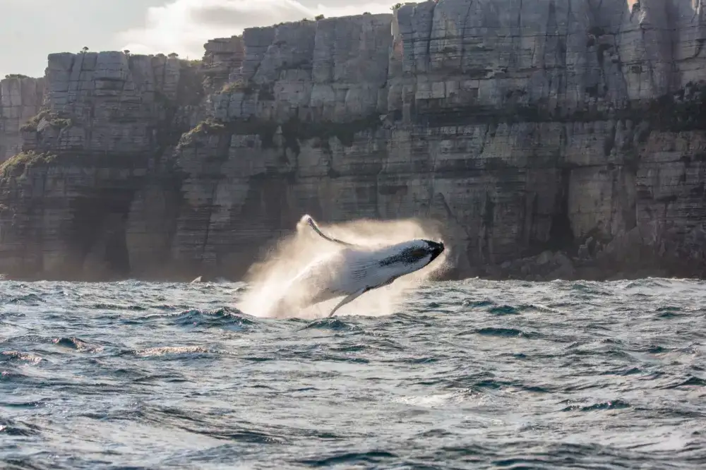 Sydney Whale Watching Cruise