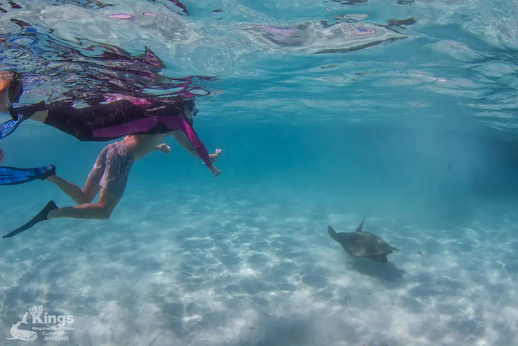 Whale Shark Snorkelling Adventure Tour (Apr-July) | Departing Exmouth