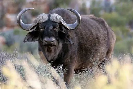 Cape Town Safari Full Day Tour