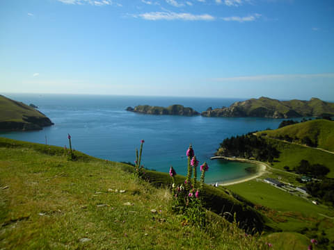 Picton Cruises