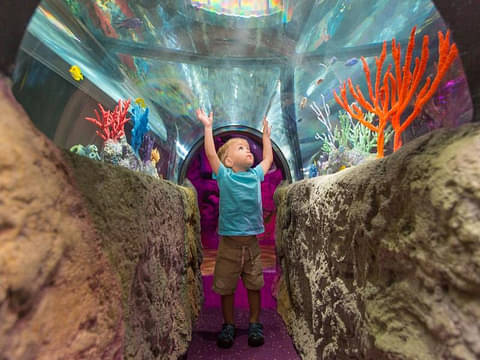 1H Sea Life Orlando Aquarium Admission Ticket