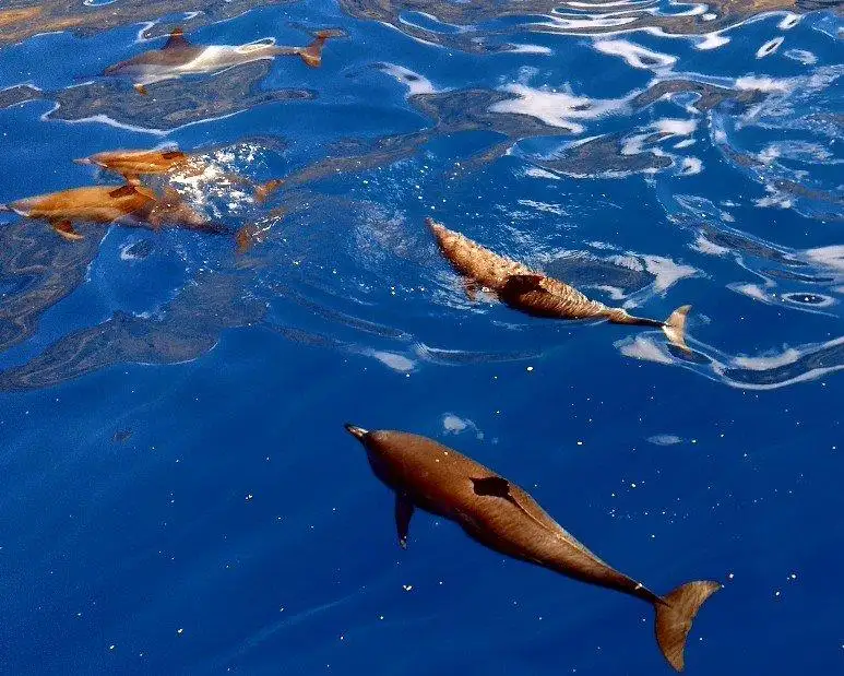 Morning Kealakekua Snorkel and Sail