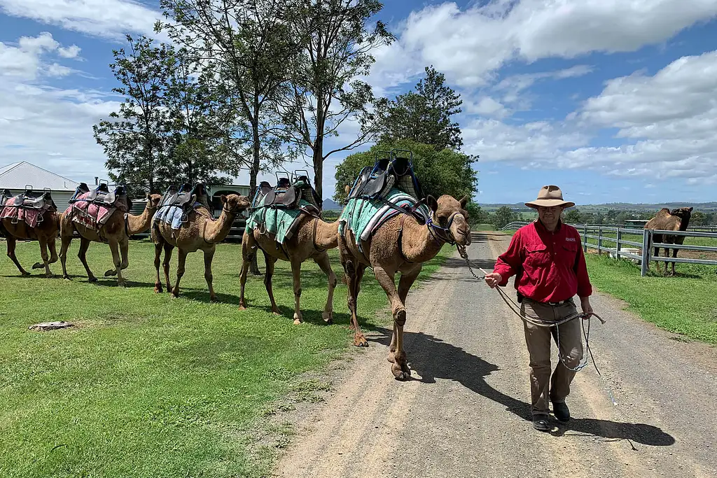 Scenic Rim - Camel Farm Experience | Barmy Army Experience