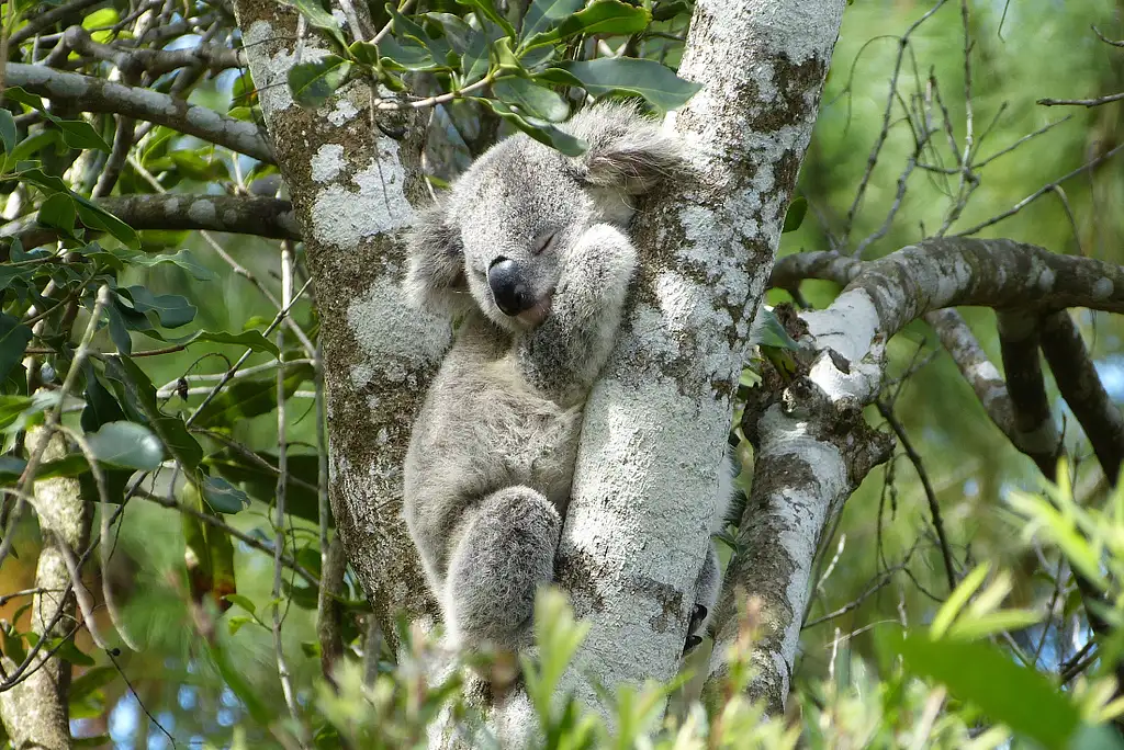 7 Day Sydney to Brisbane Adventure | Intrepid Tour