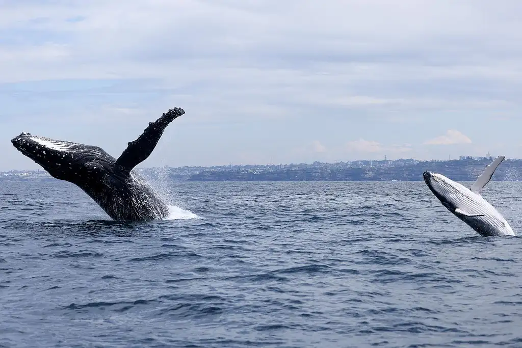 Sydney Whale Watching on Orca | Manly Wharf Departure