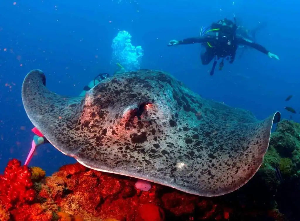 Yongala Wreck Full Day Dive Tour Including Ferry