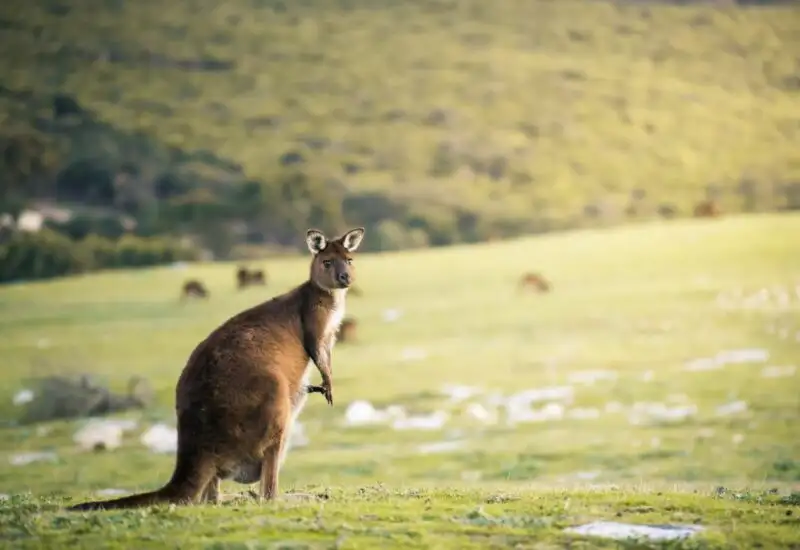 3 Day Kangaroo Island Adventure Tour | Small Group Tour from Adelaide
